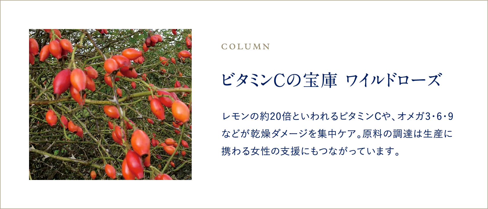 ビタミンCの宝庫 ワイルドローズ レモンの約20倍といわれるビタミンCや、オメガ3・6・9などが乾燥ダメージを集中ケア。原料の調達は生産に携わる女性の支援にもつながっています。