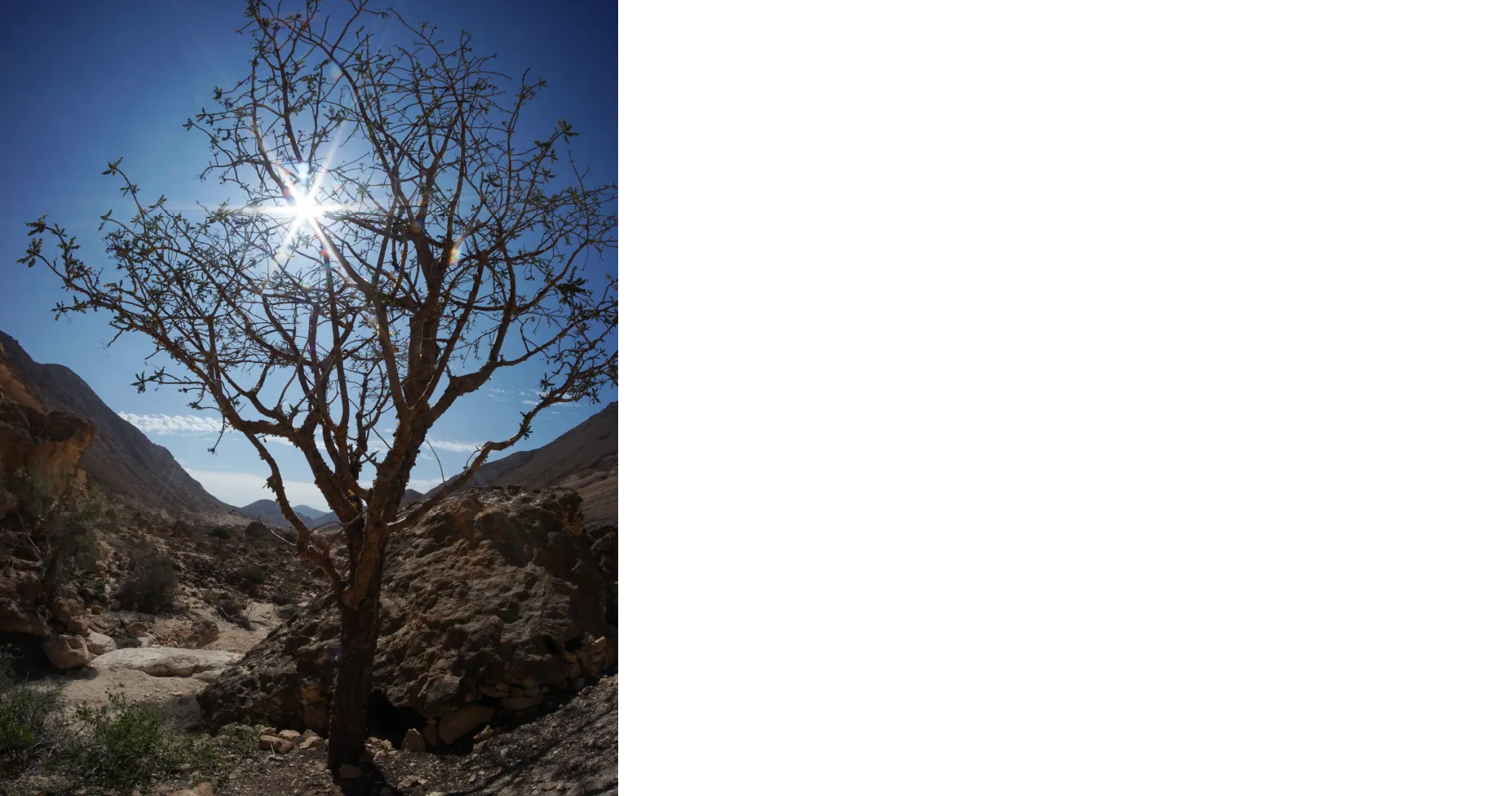 過酷な砂漠を何千年も生き抜き、類まれなる修復力を持つ樹木、フランキンセンス。その力を余すことなく引き出したプレミアムケアライン「フランキンセンス インテンス」から待望の化粧水が誕生。深い呼吸を誘う香りに心がほぐれるような心地よいホリスティックケアが、あなたの毎日を、健やかに、美しく。